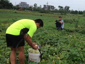 梦见摘别人小瓜吃,揭秘摘别人小瓜吃的神秘寓意