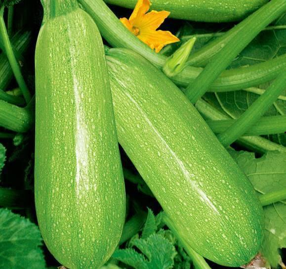 课上放视频吃瓜,揭秘校园生活趣味瞬间