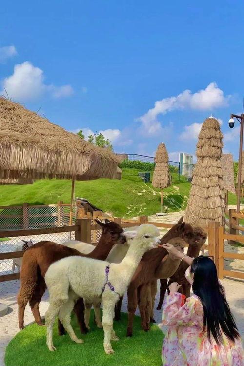 响水小矮人 网红,揭秘响水小矮人的魅力与传奇