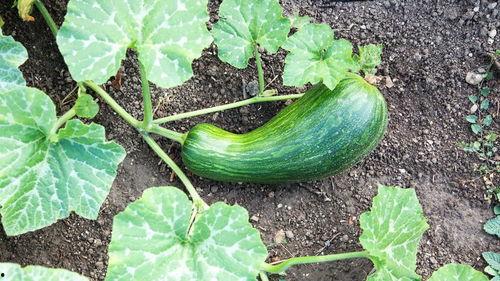 瓠瓜怎么吃才好,瓠瓜美味多变的食用攻略