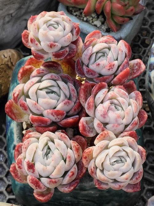 网友爆料多肉视频网,网友爆料多肉视频网精彩瞬间