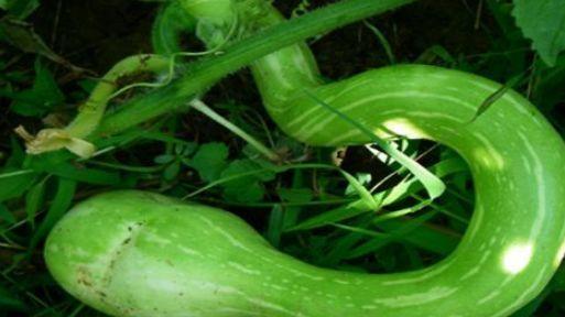 蛇瓜可吃吗,美味还是禁忌？探究可食用蛇瓜的秘密