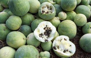 吃稀碎的瓜,轻松享受吃稀碎瓜的清爽时光